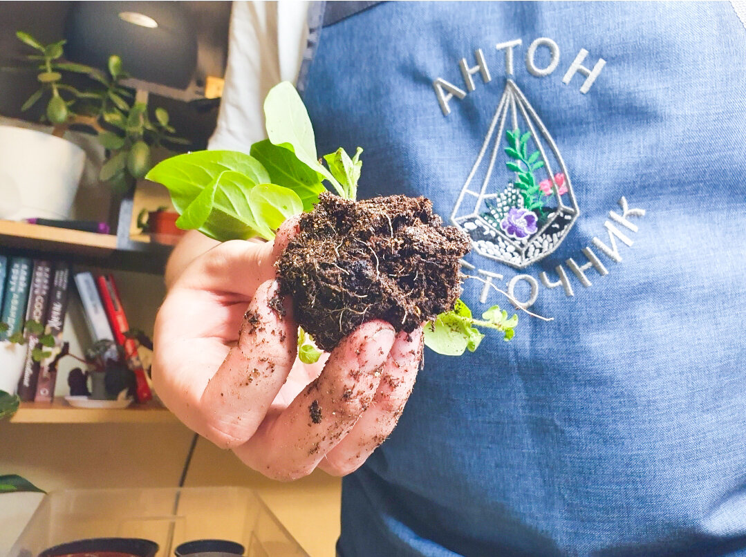 Как выбрать идеальные подкормки для рассады: советы и рекомендации