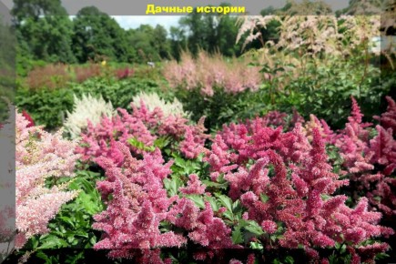 Удивительное цветение: растения для тенистых уголков вашего сада