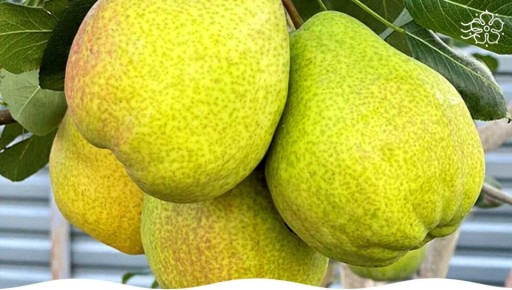 ����� �������: ��������� ���� ��� ������ ����