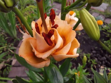 �������� �������: ��� ��������, ������� �������� ��� � �� ������