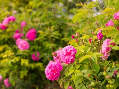 ��� ��������� ���������� ���� � ���� ��� ���������� ��������