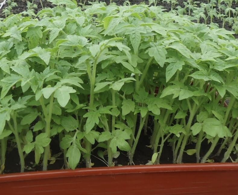 Как правильно закалить рассаду перед высадкой в открытый грунт