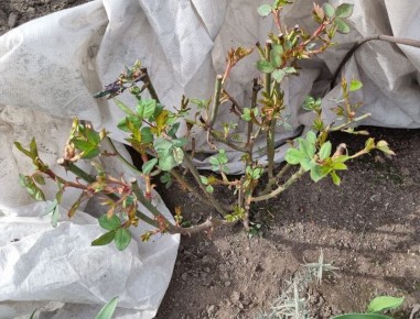 Как ухаживать за розами весной: важные шаги