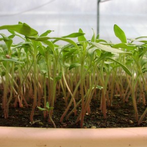 ��� �������� ������� ����� ����������� ���� ������� �� ��������� ���