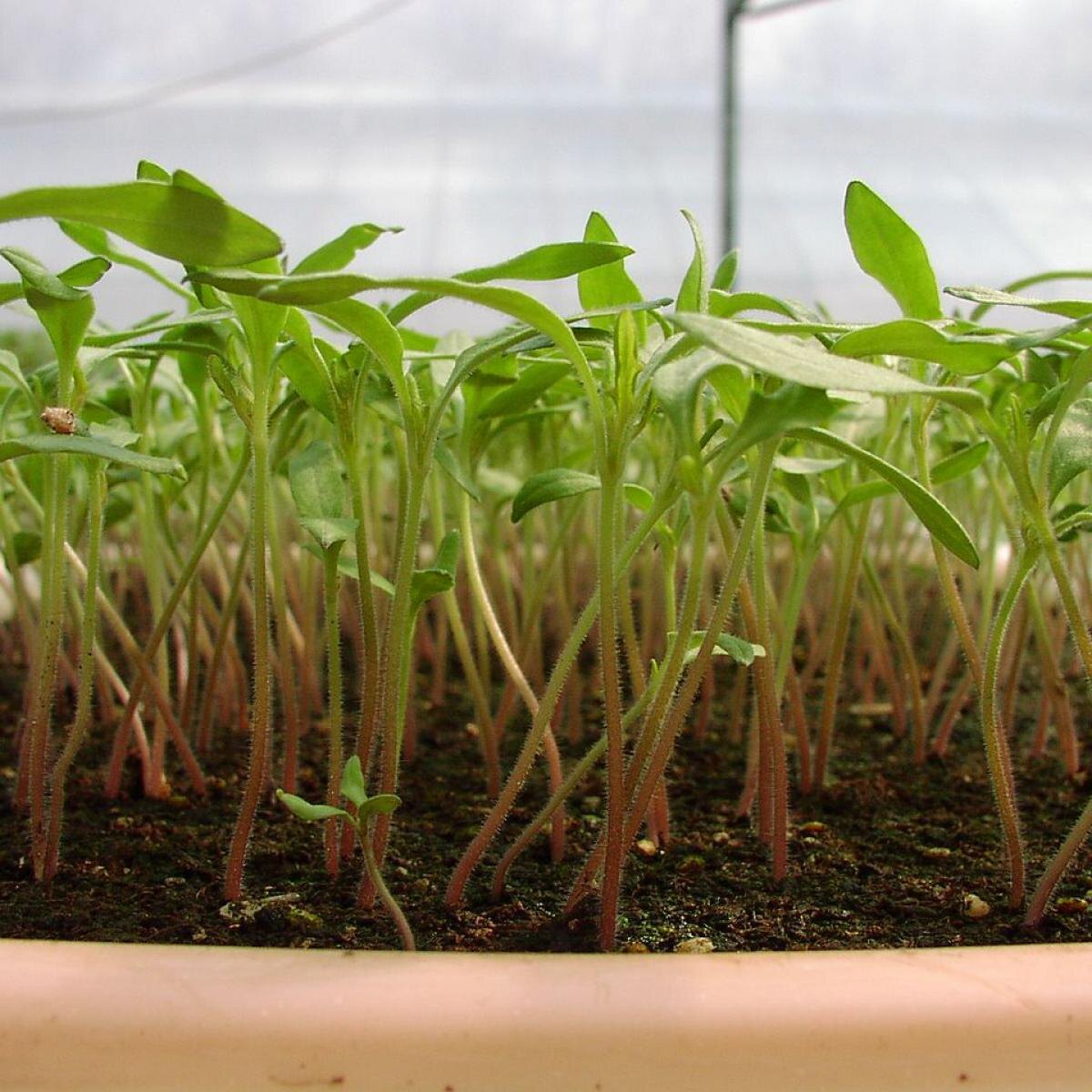 Как янтарная кислота может преобразить вашу рассаду за считанные дни