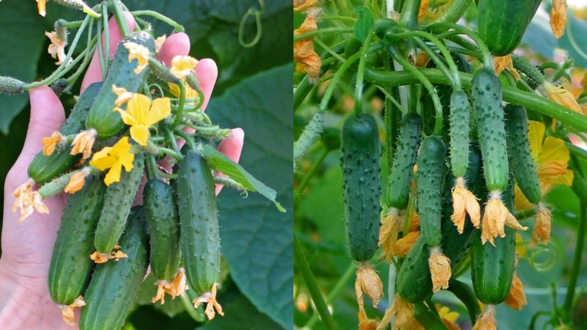 Секреты успешного сбора урожая пучковых огурцов