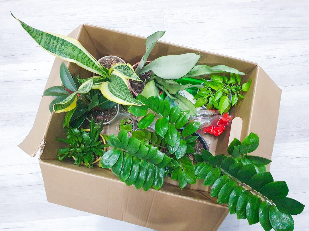 Как цветочные находки из прошлого обновили коллекцию растений