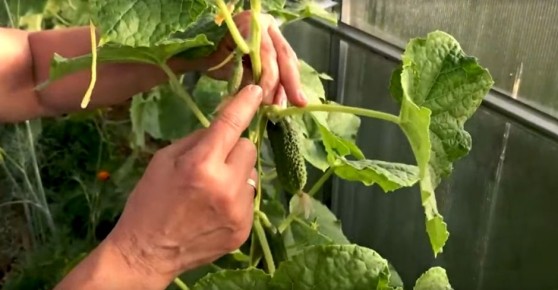 Как продлить жизнь огурцам: секреты успешного урожая до сентября