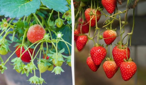 Как вырастить клубнику в квартире и наслаждаться ею круглый год
