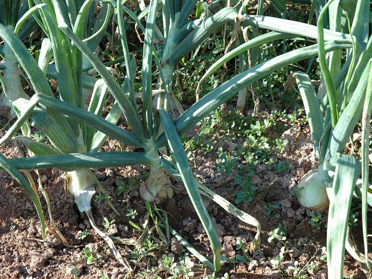 Как избежать цветения лука: советы для дачников