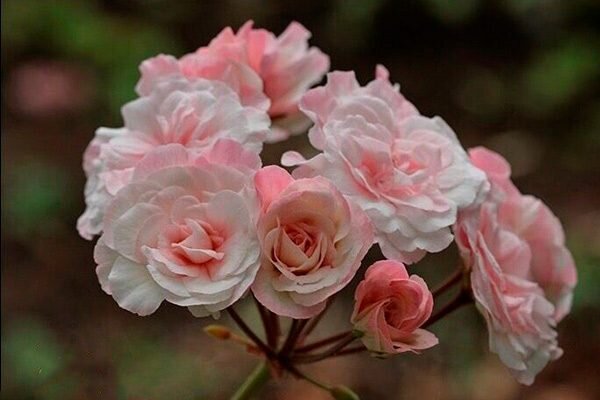 Лучшие сорта пеларгонии Леона