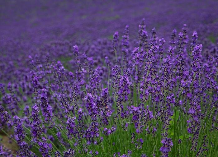 Лаванда: как создать изысканный ароматный уголок на своем участке