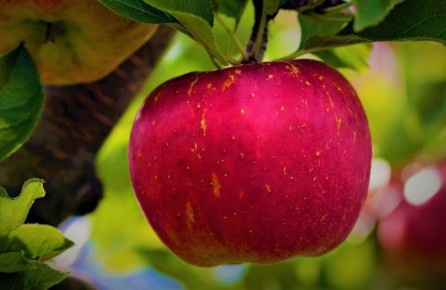 Яблоко с ароматом клубники: необыкновенный сорт президент в вашем саду