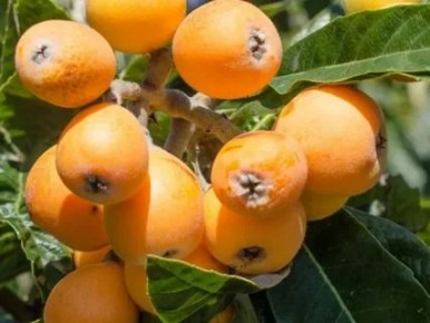 Мушмула в средней полосе: реальность или всего лишь маркетинговая уловка?