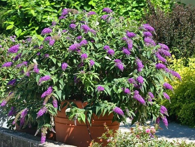 Как вырастить буддлею: советы по уходу за роскошным кустарником