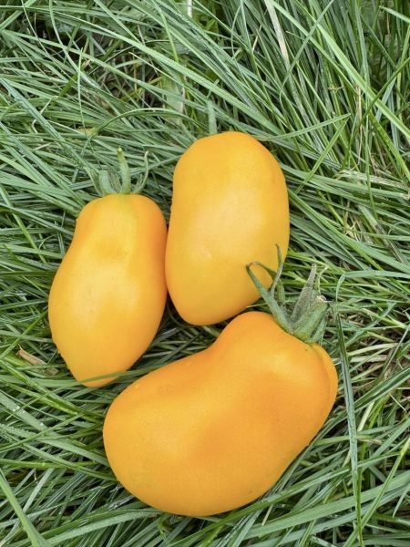 Томат Золото Колчака: вкусные плоды с яркой историей