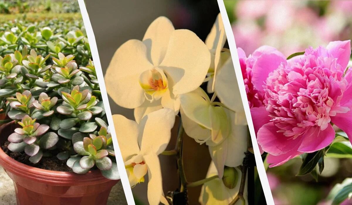 Растения, которые принесут счастье и удачу в ваш дом