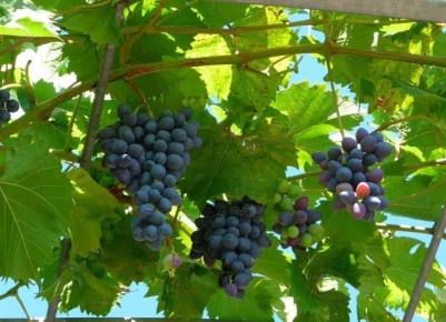 Как не погубить виноград: ошибки при зимнем укрытии