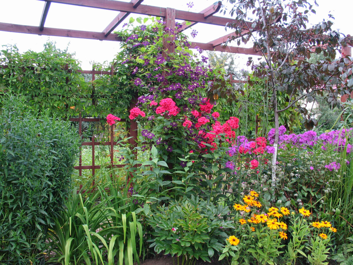 Развенчивание мифов о флоксе метельчатом: правда или вымысел?