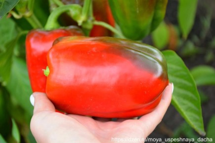 Как вырастить идеальный перец: 5 секретов к успеху и схема подкормок на лето