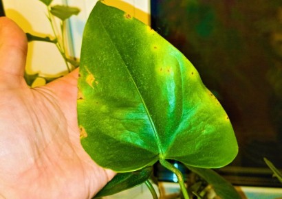 ��� �������� ������ � ������������ �������� ���������: �������� ������