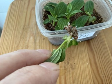 ��� ��������� ��������� � ������� �����: ������������ �����������