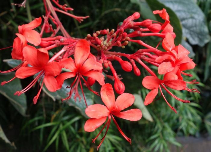 Цветок для настоящих ценителей: клеродендрон Бунге в вашем саду