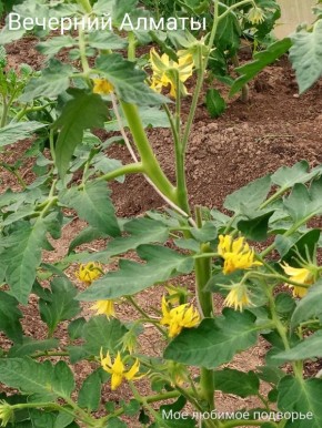 ����� �������, ������� ����� ��������� ������� ������