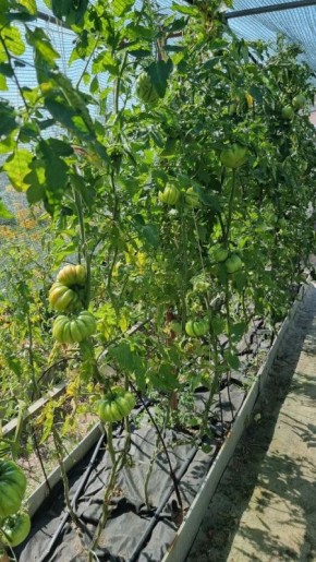 ��� ��������� ��������� �� �������� � ��������