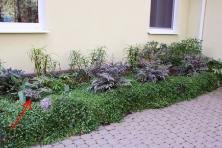 Как отзывы в интернете влияют на выбор растений