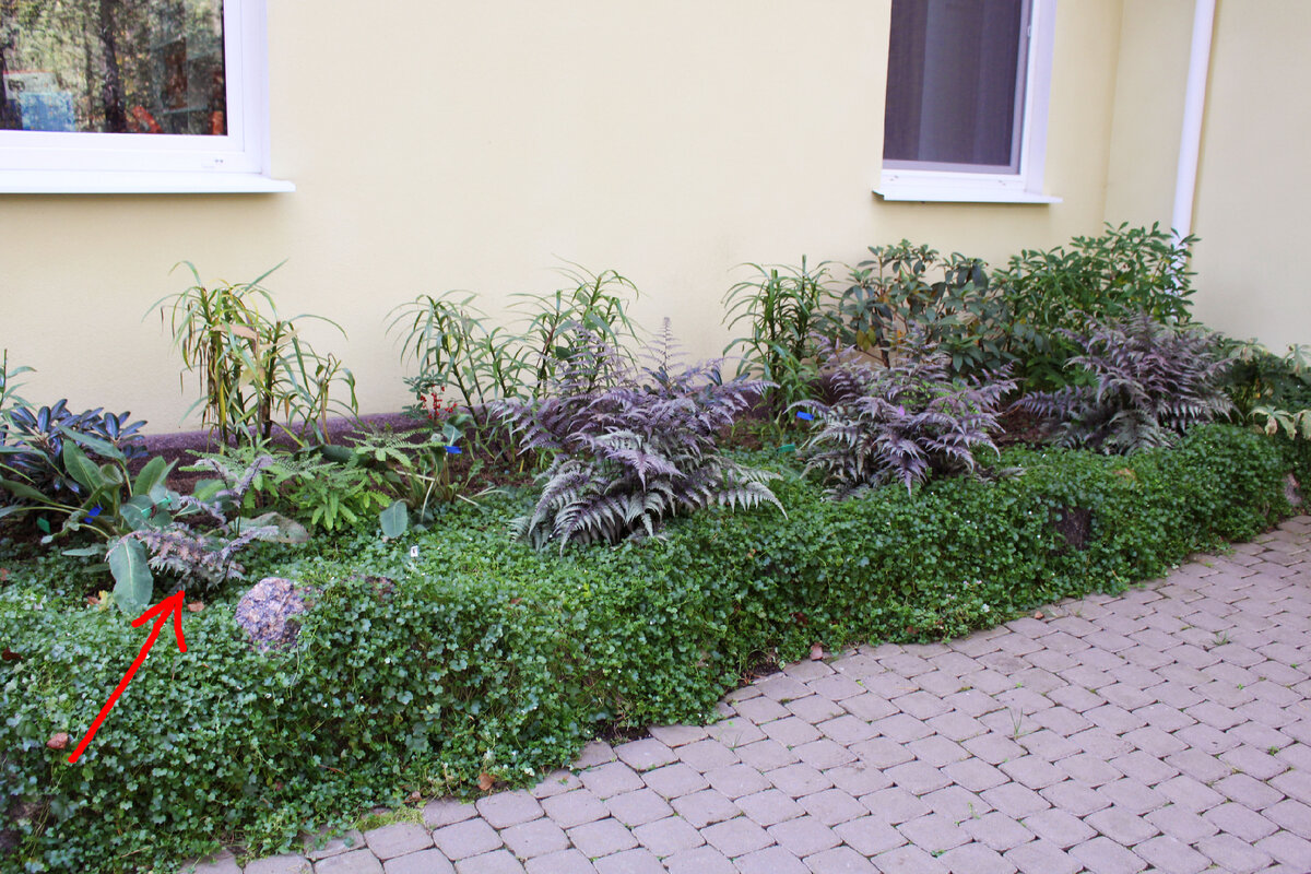 Как отзывы в интернете влияют на выбор растений