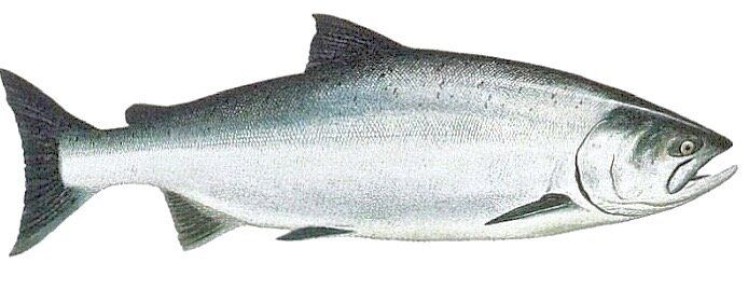 Как сохранить вкус царской рыбы: секреты засолки чавычи