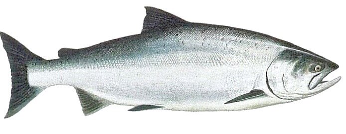 Как сохранить вкус царской рыбы: секреты засолки чавычи