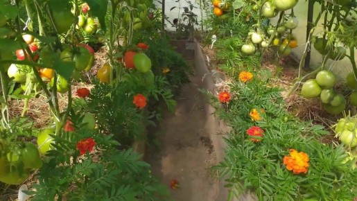 ������� �������� ������ ����������: ������� ��������� �������