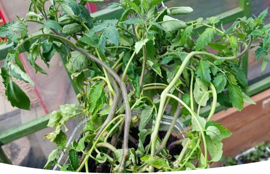 Вредители рассады томатов: как распознать и устранить незваных гостей