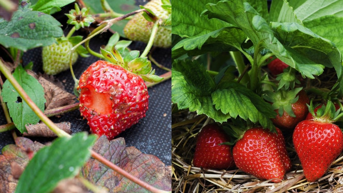 Как эффективно защитить весеннюю клубнику от вредителей: опыт агронома