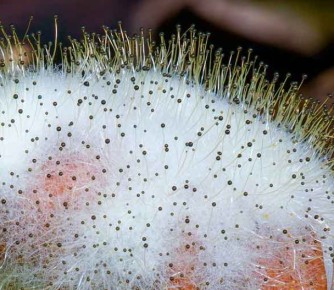 Как избавиться от плесени на рассаде: практические советы для садоводов