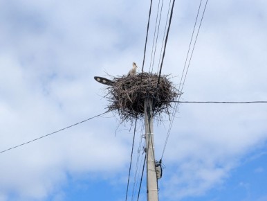 Цены остаются стабильными: как найти своих среди множества