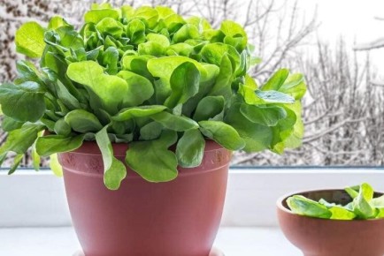 Салат на подоконнике: как наслаждаться свежей зеленью круглый год