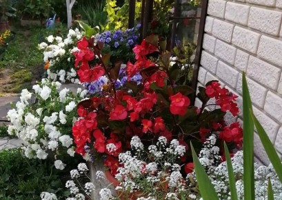 Как сохранить петунию зимой: советы по черенкованию в холодные дни