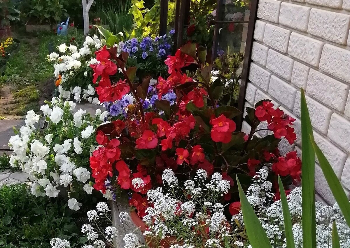 Как сохранить петунию зимой: советы по черенкованию в холодные дни