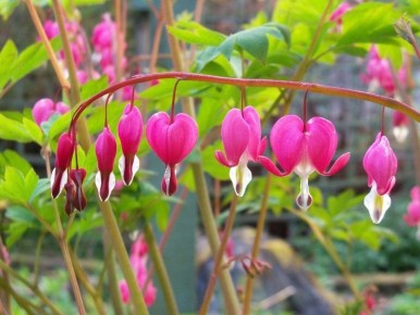 Многолетние цветы для ленивых: красота без лишних забот