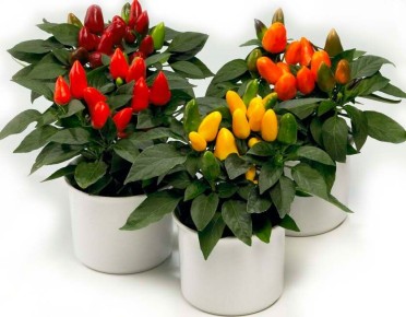 ����� ��������: ��� ��������� ����� ��������� �����