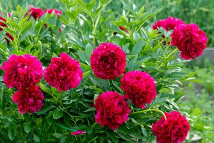 ��� ��������� �� ������ ����� ��������: ������ ���������