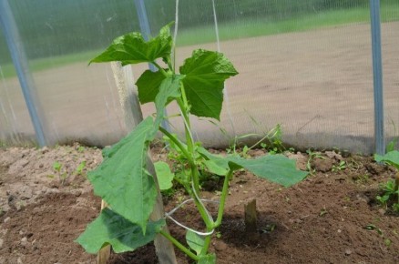 ��� ������ ������ ������ � �������� �������� ������: ������ ���������