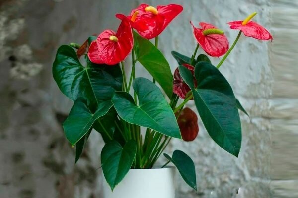 Антуриум: тропическое совершенство для вашего интерьера