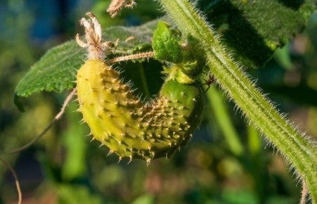 ������ ������ �������: ������� ������� � ������ �� �������� ������