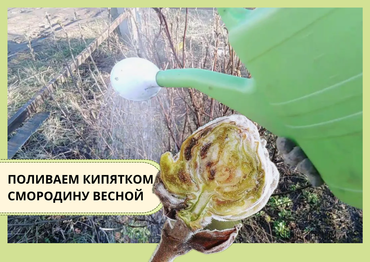 Мифы и реальность: поможет ли кипяток против почкового клеща на смородине?