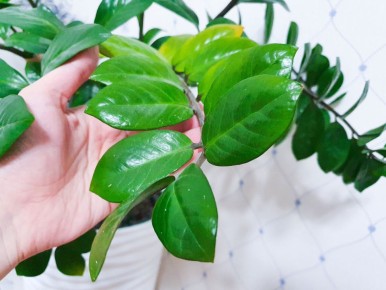 Как лечить замиокулькас: неожиданные результаты и новые проблемы