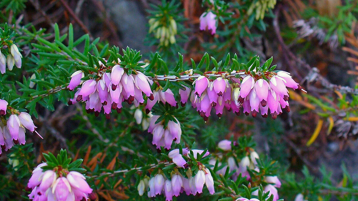 Эрика: как вырастить эту удивительную красавицу в домашних условиях